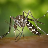 Treatment for Mosquitoes